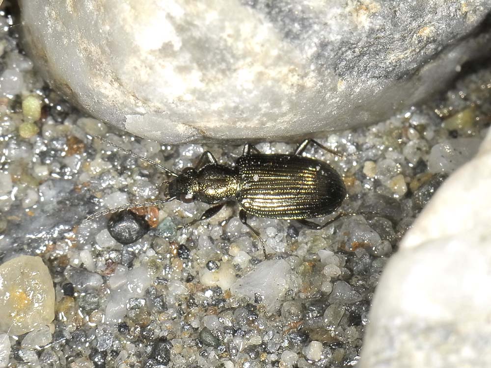 Bembidion punctulatum, o meglio Princidium